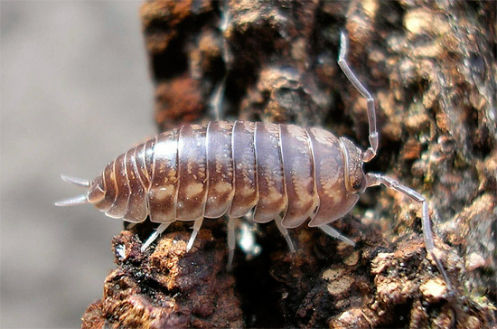 السمة المميزة لقمل الخشب من النوع Cylisticus المحدب هو وجود cerci واضح في نهاية البطن.