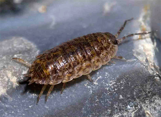 تتميز Woodlice بقشرة صلبة عريضة إلى حد ما وجسم قصير مسطح إلى حد ما.