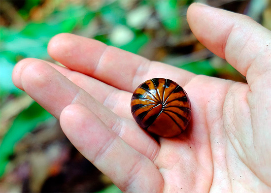 Perbezaan penting antara banyak glomer dan kutu kayu ialah saiznya; kutu kayu darat hampir tidak pernah tumbuh lebih daripada 4 cm panjang.