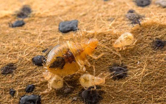 Untuk menyingkirkan pepijat katil di dalam rumah dengan pasti, adalah penting untuk membunuh larva sebelum mereka membesar dan bertelur baru.