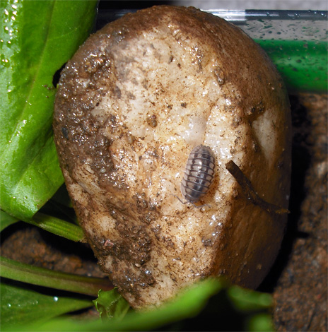 يمكن إحضار Woodlice إلى شقة على بطاطا فاسدة ، لكن لن يكون لديهم أي فرصة عمليًا للبقاء على قيد الحياة لفترة طويلة في غرفة جافة.