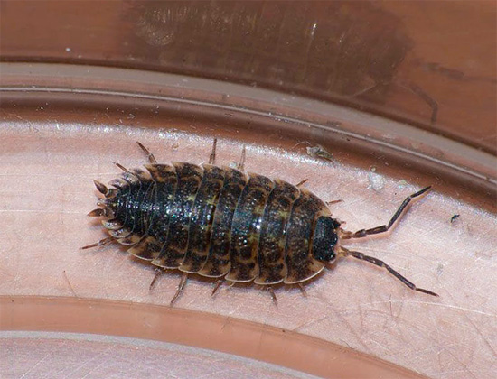 يمكن أن يعيش Woodlice لفترة كافية في الحمامات والمراحيض الرطبة ، ويجد هنا الطعام ، على سبيل المثال ، على سطح البلاط الذي لم يتم غسله لفترة طويلة.