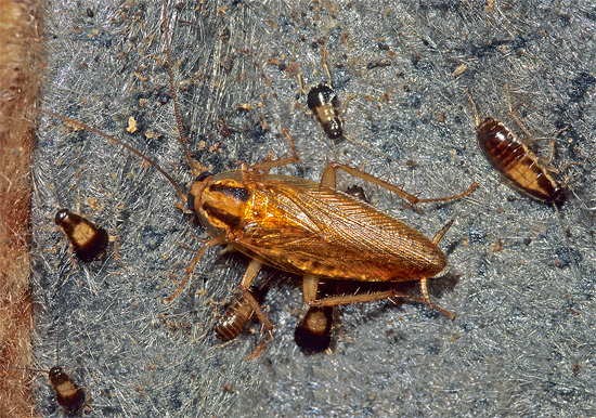 Larva muda boleh makan sendiri dan tidak memerlukan penjagaan jangka panjang dari betina dewasa.