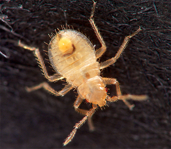 Adalah sangat penting untuk merawat semula apartmen (atau rumah) tepat pada masanya untuk mengelakkan larva menetas dari telur daripada membesar.