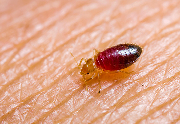 Larva pepijat katil yang memakan darah.