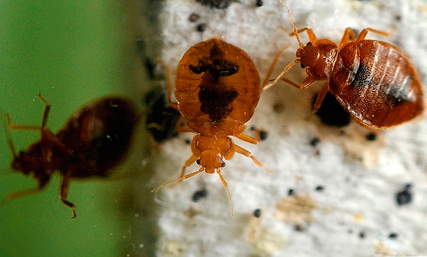 Mari cuba cari cara terbaik untuk meracuni bedbugs jika ia tiba-tiba muncul di sebuah apartmen atau rumah persendirian ...