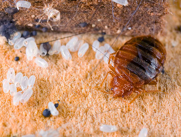 Komposisi ubat termasuk tiga racun serangga sekaligus, jadi kemungkinan bedbugs membiasakan diri dengan ubat Zonder secara praktikal dikecualikan.