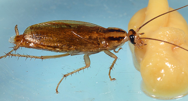 Berdasarkan serbuk insektisida, anda boleh menyediakan umpan beracun secara bebas.