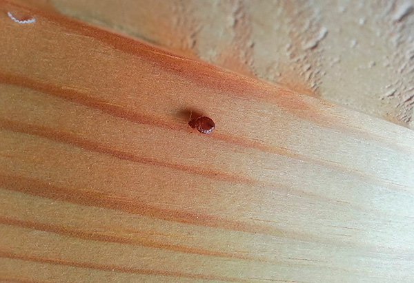 Pencegahan penampilan bedbugs di apartmen melibatkan pematuhan beberapa peraturan mudah ...