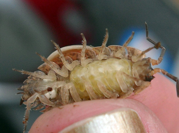 Woodlice adalah krustasea, dan mereka juga mempunyai insang yang dipelihara.