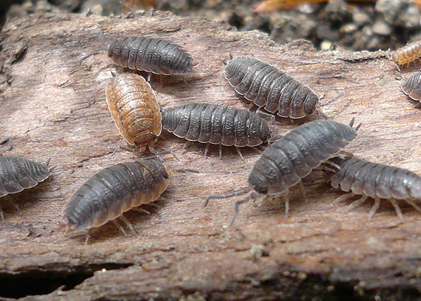 Kami berkenalan dengan ciri-ciri menarik biologi kutu kayu dan mengetahui sama ada makhluk ini adalah serangga...