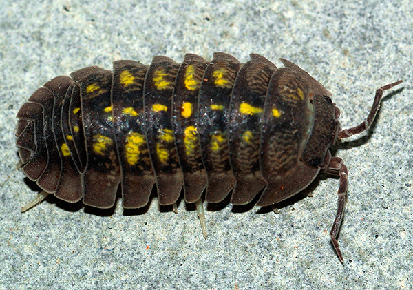 Sesetengah spesies kutu kayu mempunyai warna yang luar biasa (contohnya ialah Armadillidium granulatum).