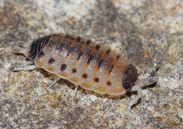 Proporcellio vulcanius