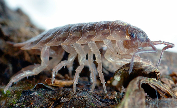 تنتمي Woodlice إلى ترتيب جراد البحر متساوي الأرجل (تُظهر الصورة لقطة مقرّبة لقمل الخشب).