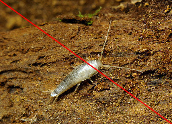 ikan perak