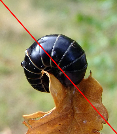 Tetapi glomeris sangat mudah dikelirukan dengan kutu kayu - mereka sangat mirip dengan mereka.