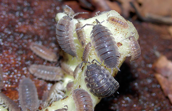 Woodlice لا يكره أكل بقايا النباتات العصير ...