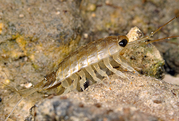 قمل البحر Ligia oceanica