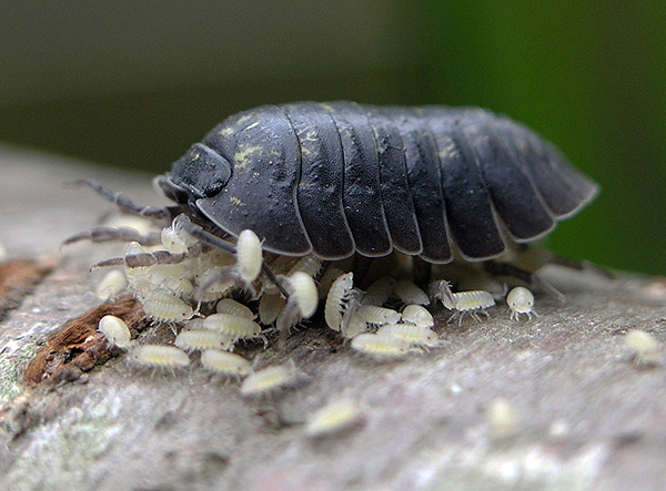 يرقات Woodlice