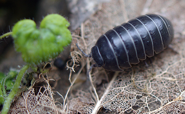 يبدو مثل قمل الخشب (Armadillidium vulgare)