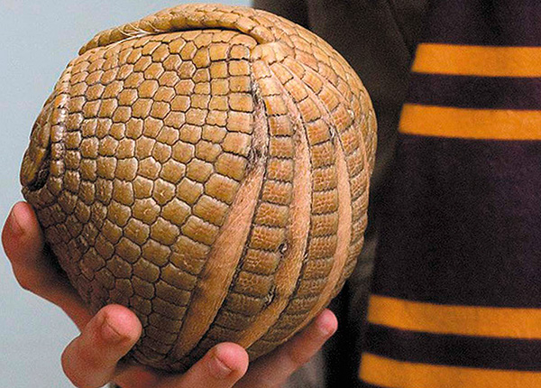 Armadillo, seperti kutu kayu, menggulung menjadi bola apabila diancam.