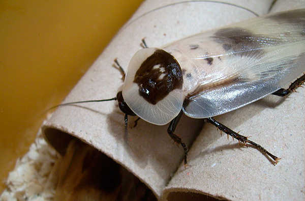 الصرصور العملاق (Blaberus giganteus)