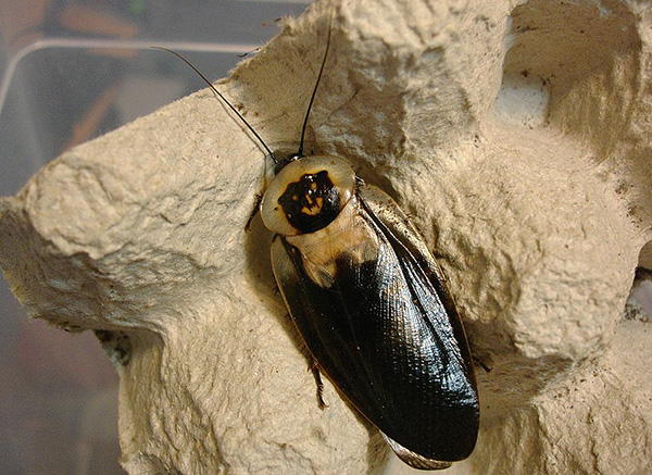 Lipas kepala mati (Blaberus craniifer)