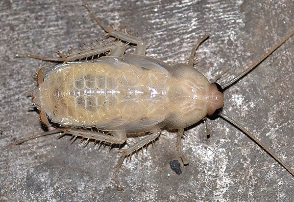 Kadang-kadang di pangsapuri bukan sahaja terdapat larva lipas putih kecil, tetapi juga individu yang agak besar berwarna putih.