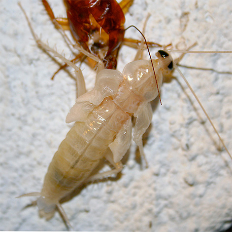 Menumpahkan larva (nymph) Prusak