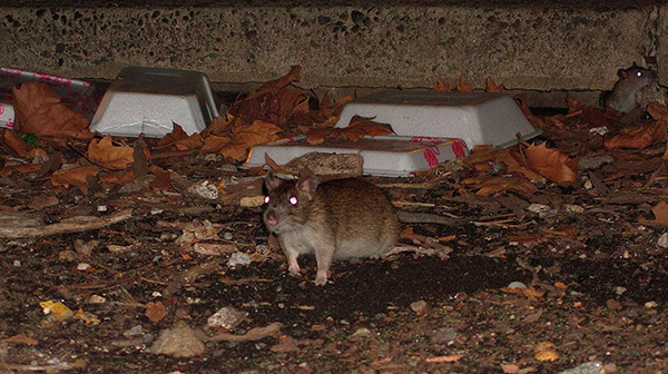 Tikus dan tikus juga merupakan pembawa aktif penyedut darah kecil.