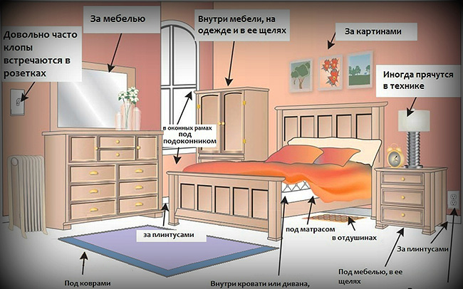 Gambar menunjukkan tempat di dalam bilik, pemprosesan yang harus diberi perhatian khusus (di sana paling kerap anda boleh mencari sarang bedbugs).