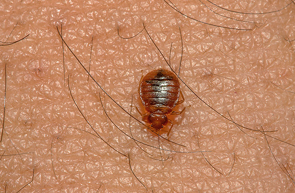 Apabila melawan bedbugs, penting bukan sahaja untuk menggunakan ubat yang sangat berkesan, tetapi juga untuk mengambil kira beberapa nuansa praktikal ...