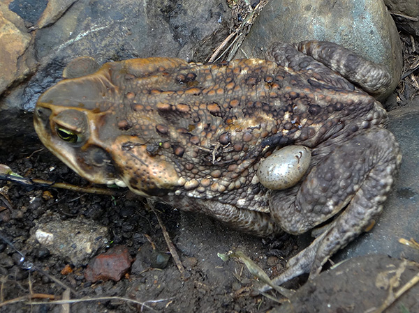 Katak dan katak juga boleh menjadi perumah hama hutan.