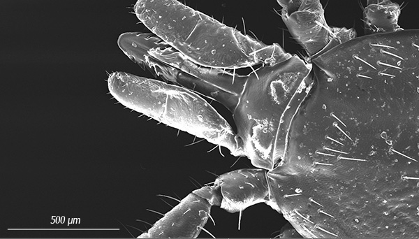 يكون الخرطوم المسنن (hypostome) مرئيًا بوضوح ، والذي يدخله الطفيلي في جسم الضحية عند اللدغ.