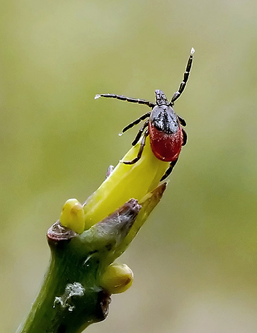 Kutu taiga sedang menunggu mangsanya (tuan rumah).