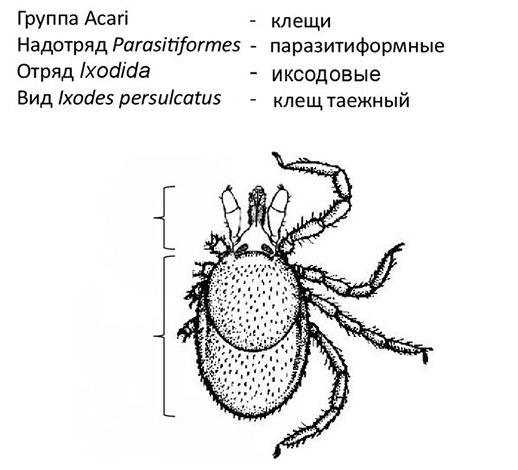 الموقف المنهجي من Ixodes persulcatus.