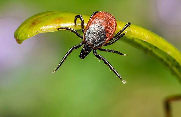 Peta pengedaran borreliosis di Rusia secara langsung ditentukan oleh habitat kutu anjing.