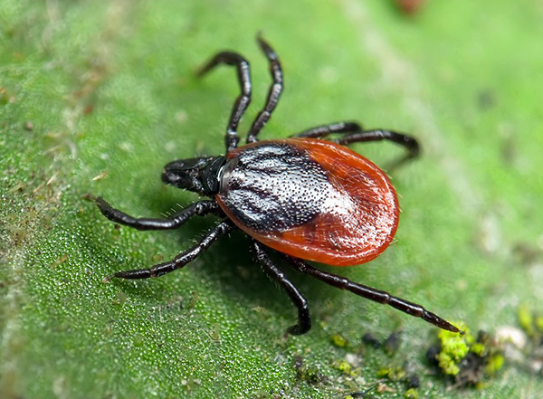 قراد الكلب (Ixodes ricinus)