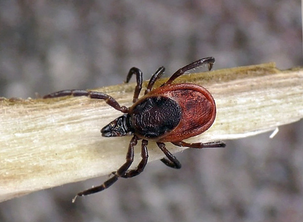 Kutu taiga (Ixodes persulcatus)