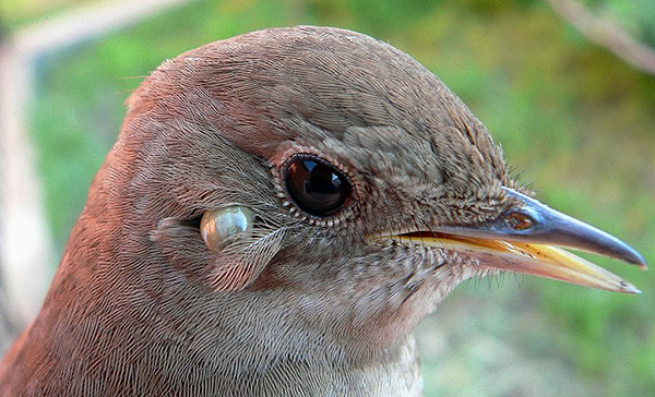 Kutu itu melekat pada burung itu