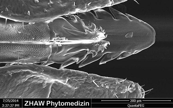 Gambar dengan jelas menunjukkan struktur khusus radas mulut tanda ixodid.