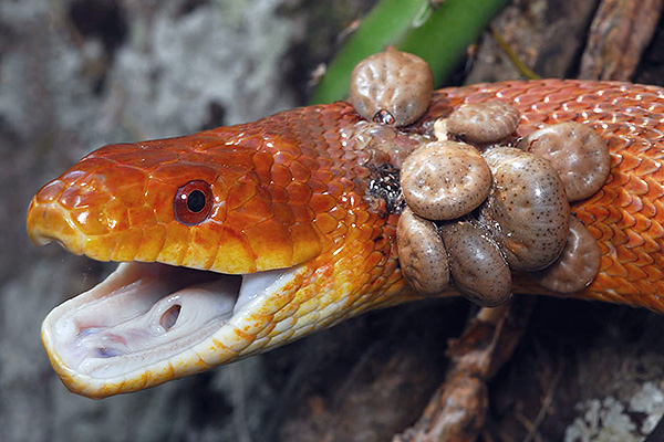 Hama penghisap darah boleh memakan pelbagai jenis haiwan, termasuk yang berdarah sejuk (contohnya, ular, katak, biawak).