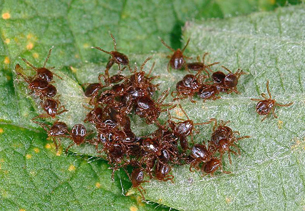 Larva kutu ixodid hampir tidak pernah menyerang manusia.