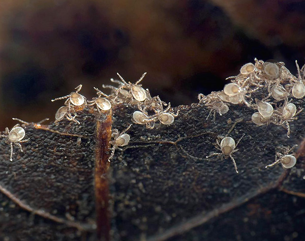 Kutu larva sejurus selepas menetas dari telur.