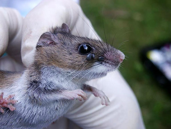 Sebagai peraturan, larva ixodid dan nimfa memparasit tikus dan insektivor kecil, manakala orang dewasa memparasit haiwan besar.