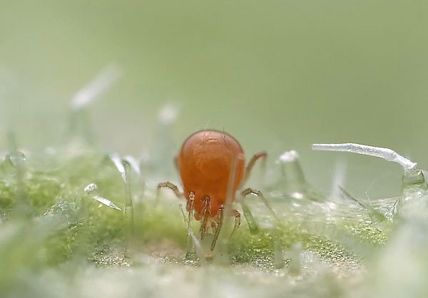 Phytoseiulus terkenal dengan pengkhususannya dalam memakan hama labah-labah, yang mana ia digunakan dalam perlindungan tumbuhan biologi.