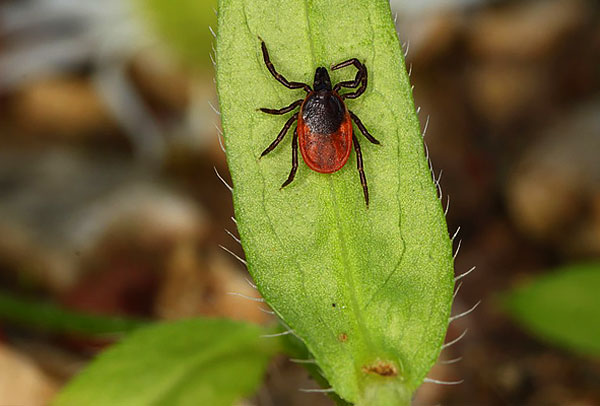 Kutu anjing (Ixodes ricinus)