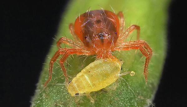 Sebagai tambahan kepada hama labah-labah, phytoseiulus boleh memakan kutu daun, larva coccid dan perosak pertanian lain.