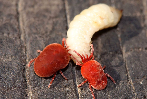 Dua hama kumbang merah memakan larva kumbang Mei.