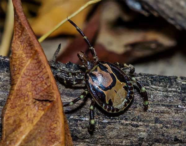 Kutu dari genus Dermacentor terkenal dengan kehadiran bentuk perumah tunggal di kalangan mereka - dipercayai bahawa ini adalah satu langkah ke arah endoparasitisme.